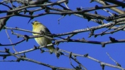 PICTURES/Tuzigoot Monument & Tavasci Marsh/t_Green Bird2.JPG